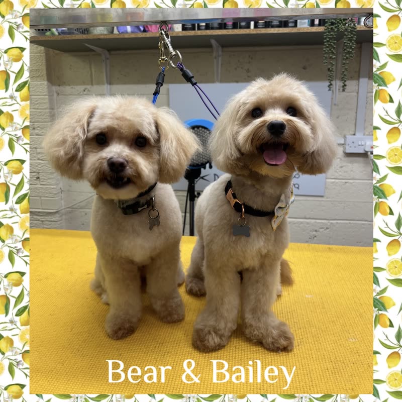 Two freshly groomed cream cockapoos sitting side by side on a yellow mat in the grooming salon