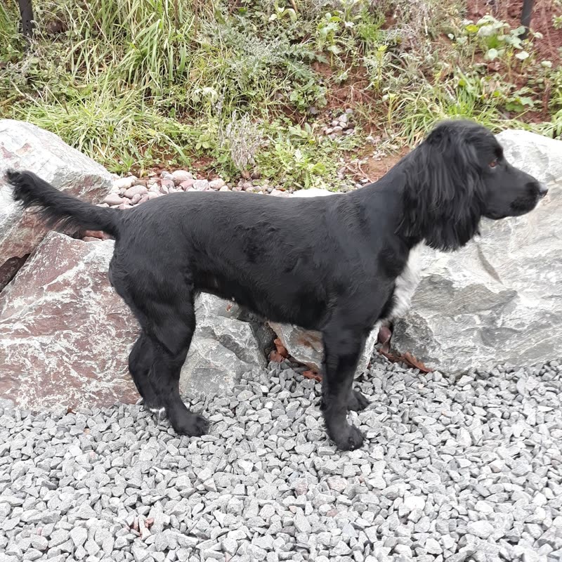 A black cocker spaniel standing side-on on white gravel, showing a full body clip
