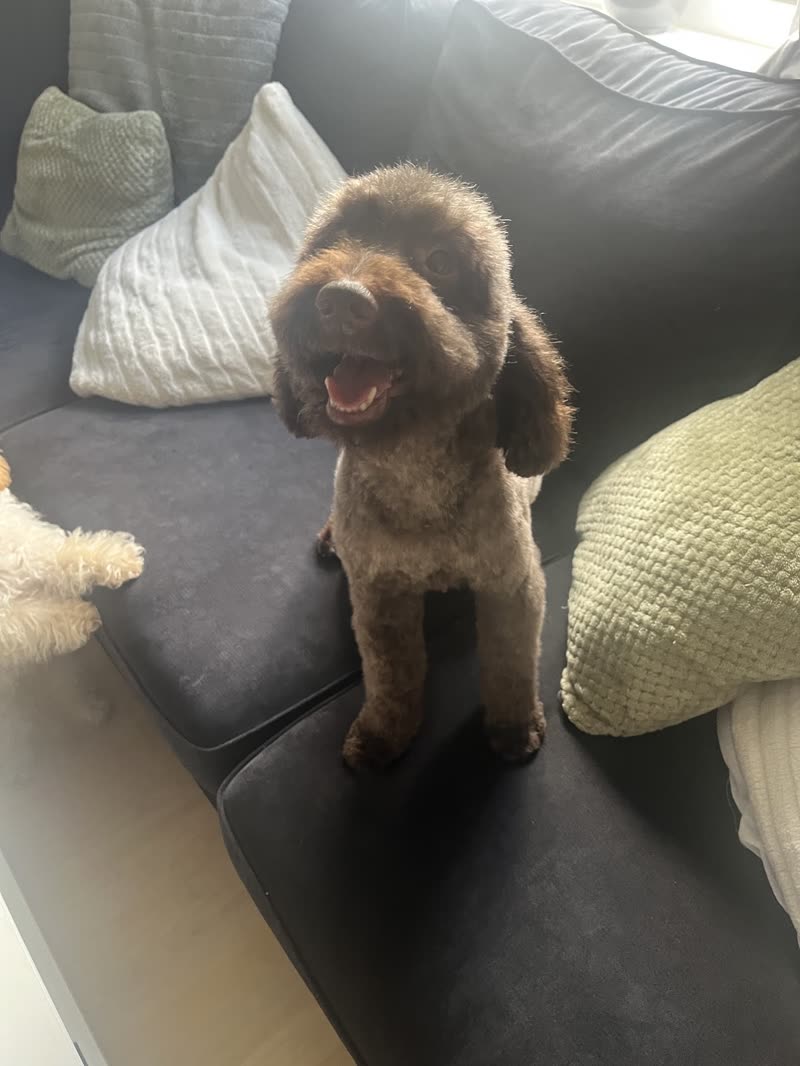 A chocolate brown toy poodle standing on a dark grey sofa after a trim
