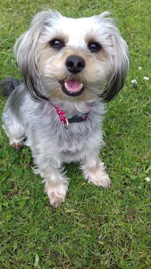 A small grey-and-white shih tzu cross sitting on grass looking up at the camera