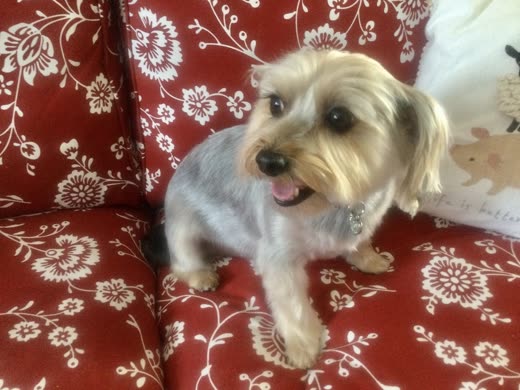 A freshly trimmed Yorkshire terrier lying on a red floral sofa
