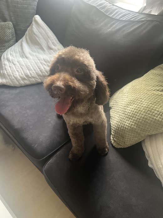 A chocolate brown toy poodle after a teddy-bear trim