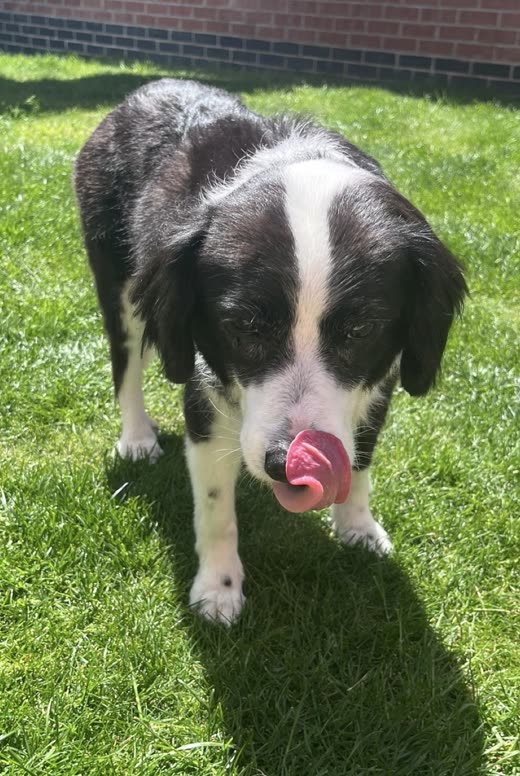 A black-and-white spaniel walking across a lawn, licking its nose