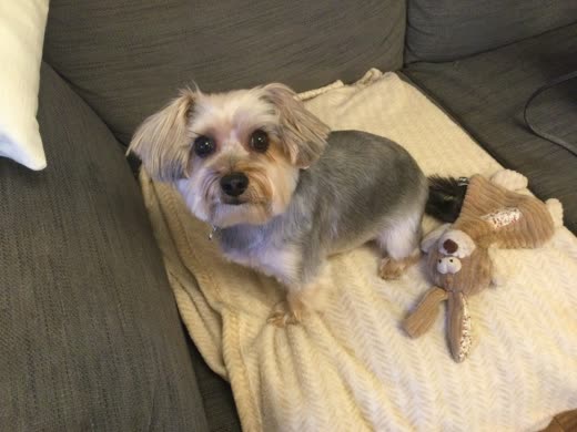 A groomed Yorkshire terrier resting on a yellow blanket beside a soft toy